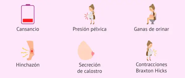 Ilustraciones de síntomas de embarazo: cansancio, presión pélvica, ganas de orinar, hinchazón, secreción de calostro y contracciones.