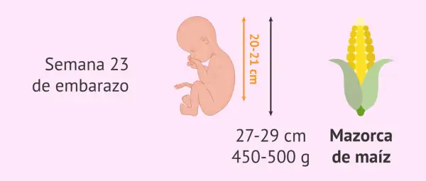 Bebé en semana 23 de embarazo, mide 20-21 cm y pesa 450-500g, como una mazorca de maíz.